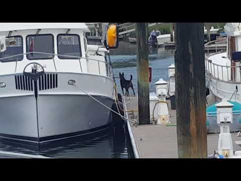 Dog Barking at Dolphins